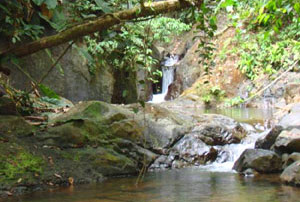 The forested peninsula and this finca abound in streams, waterfalls, ponds, and springs, as well as larger rivers.